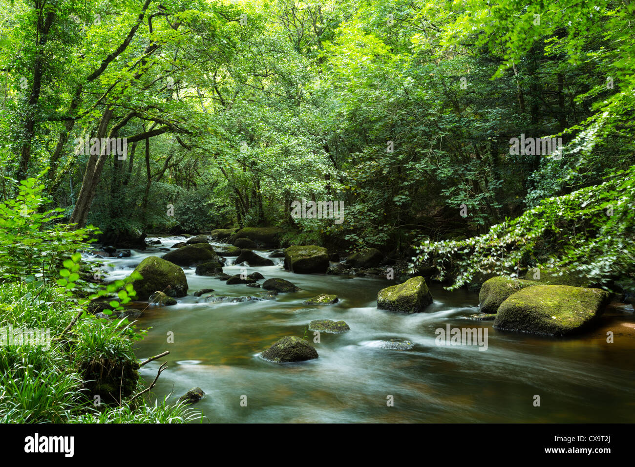 River Teign at Fingle Bridge Devon Stock Photo - Alamy