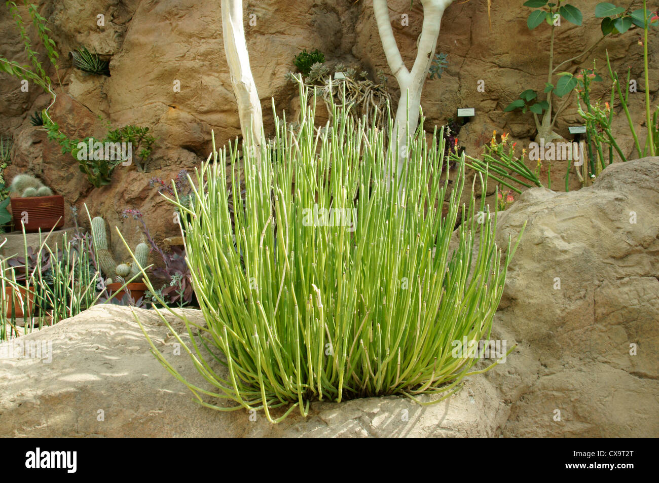 Candelilla hires stock photography and images Alamy