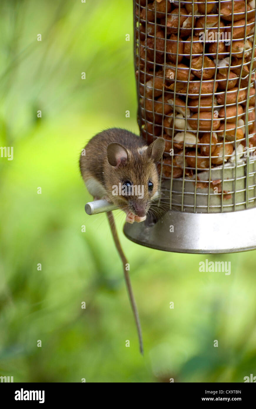 Mouse bird feeder hires stock photography and images Alamy