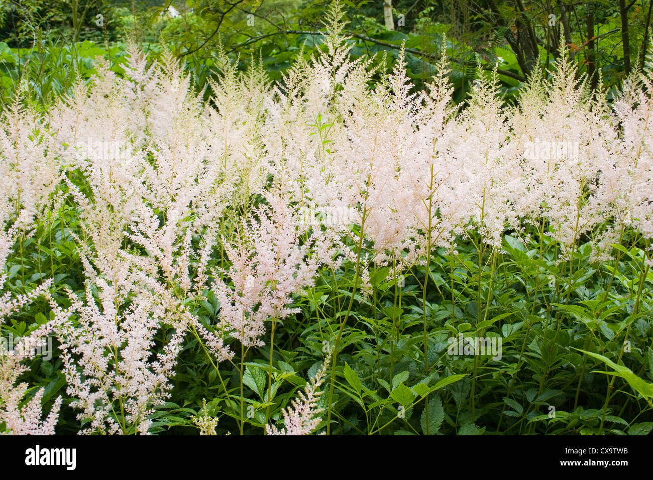 Astilbe Arendii Rosa Perle Stock Photo