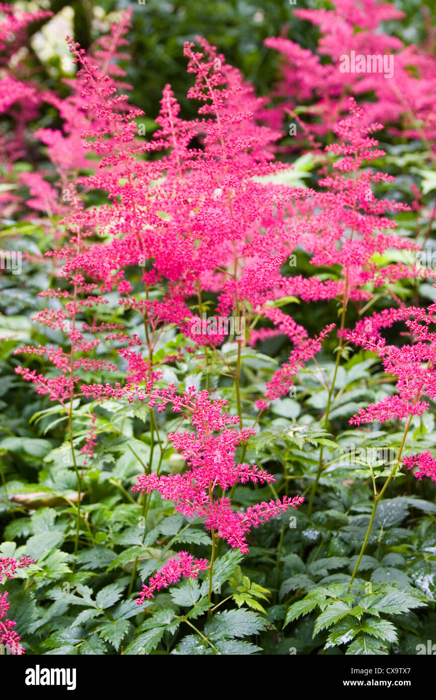Astilbe Arendsii Spinei Stock Photo