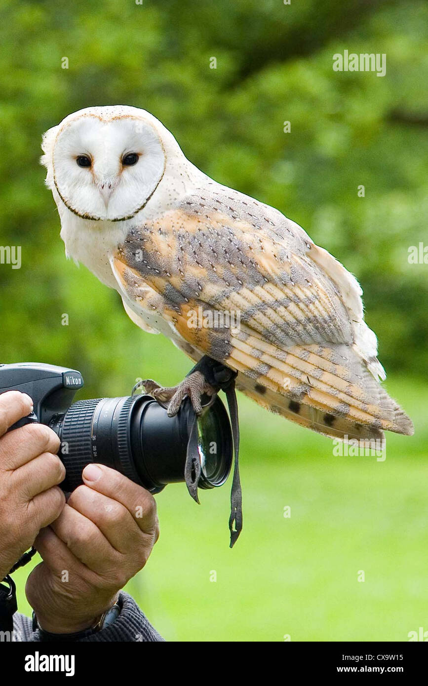 Tame Barn Owl perched on photographer's camera Stock Photo Alamy
