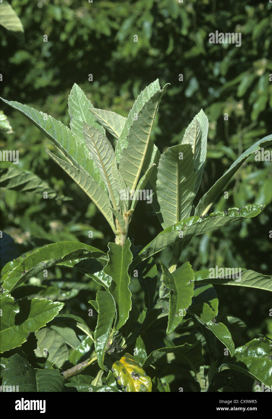 Loquat Eriobotrya japonica (Rosaceae) Stock Photo