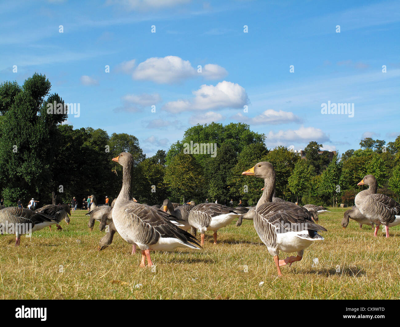 Ducks in the grounds of Kensington Palace London Stock Photo Alamy