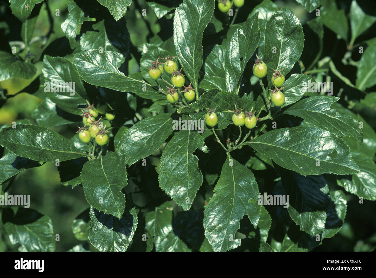 Hybrid Cockspurthorn Crataegus x lavallei (Rosaceae) Stock Photo