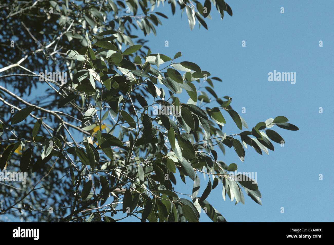 Snow Gum Eucalyptus pauciflora ssp. niphophila Stock Photo