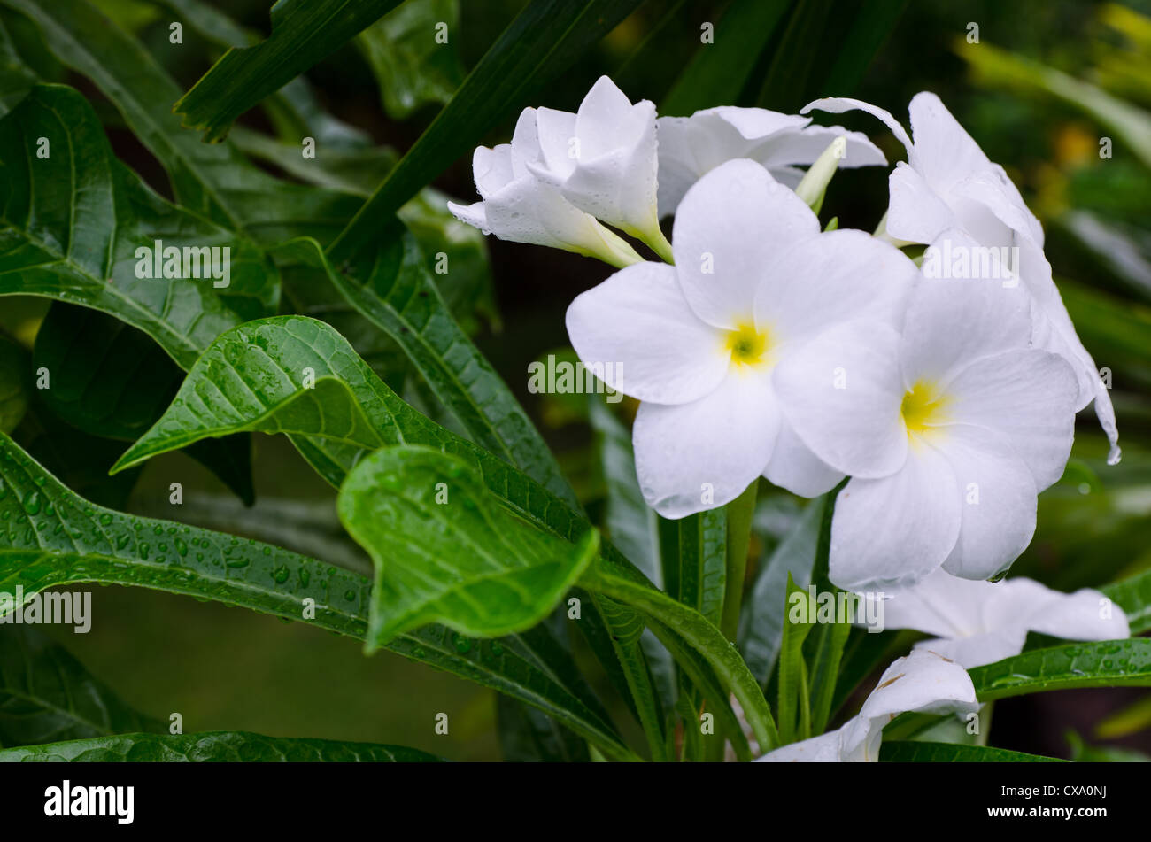Tropical white flower thailand hi-res stock photography and images - Alamy
