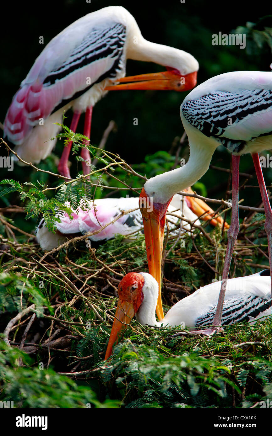Painted Storks at its tree-top nests Stock Photo