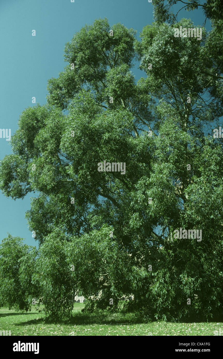 Cider Gum Eucalyptus gunnii (Myrtaceae Stock Photo Alamy