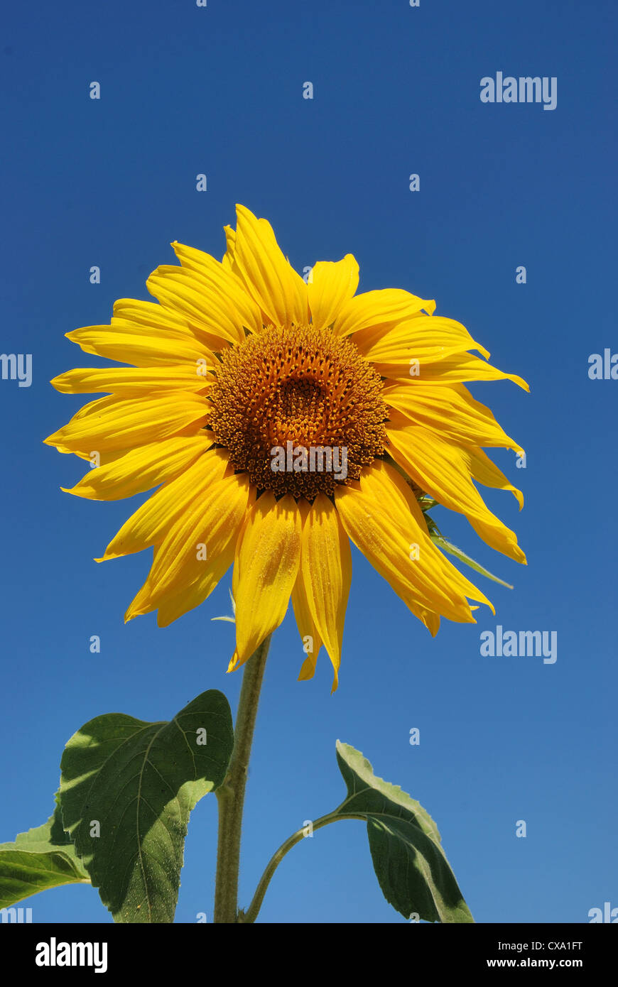 sun flower field Stock Photo Alamy