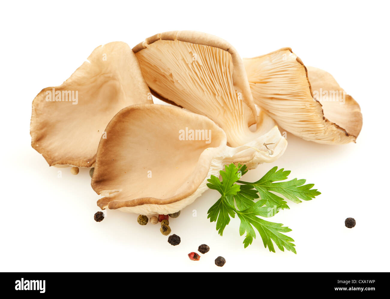 Oyster mushrooms, mixed peppercorns and parsley leaf on white backgrond Stock Photo