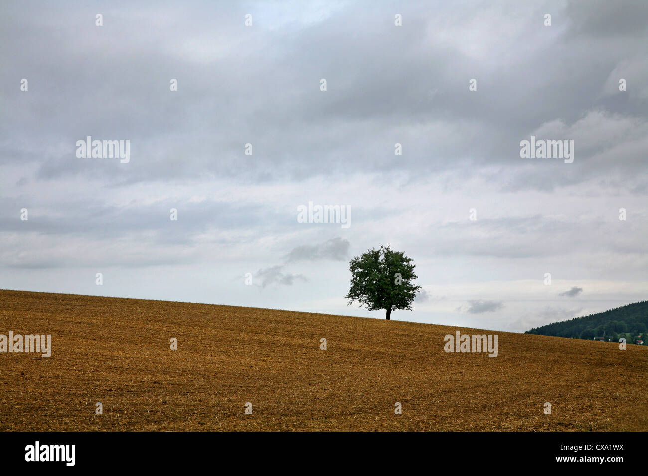 Landscape with tree Stock Photo