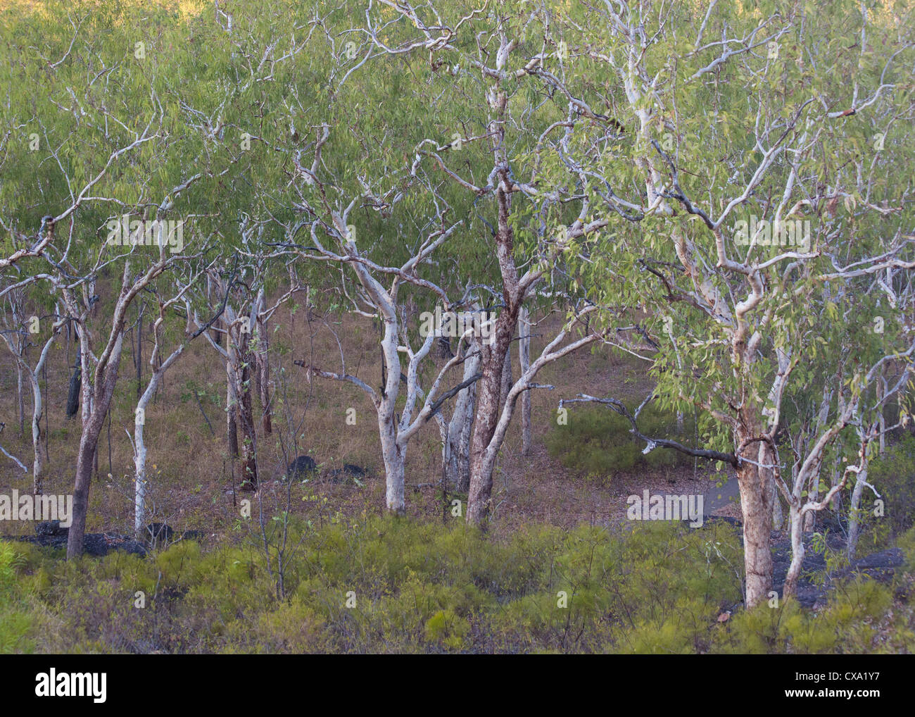 Eucalyptus forest surrounding Nourlangie Rock, Kakadu National Park, Northern Territory Stock Photo