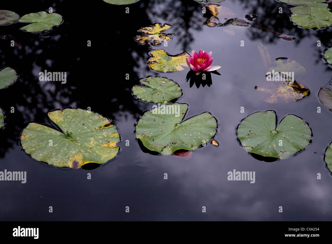 Water lily nymphaea attraction hi-res stock photography and images - Alamy