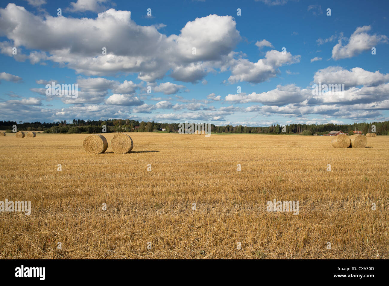 Field after harvest on a summers day Stock Photo - Alamy