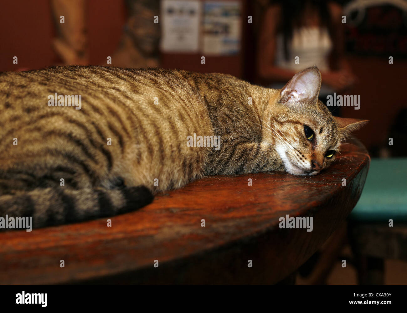 The Cat Lays On The Wooden Bar Rack Stock Photo Alamy
