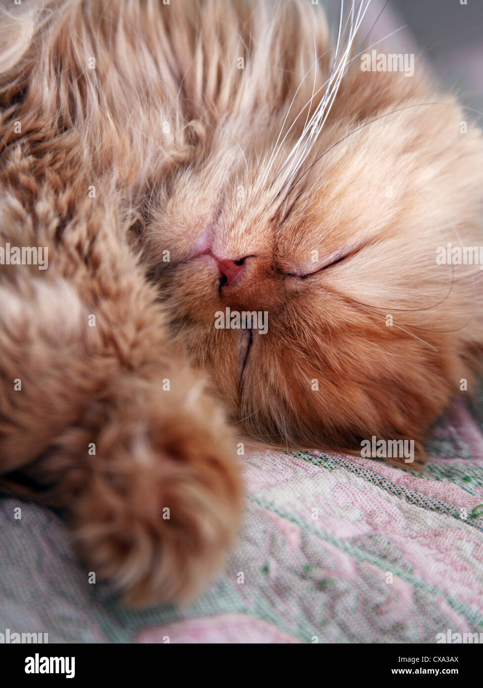 The Persian cat cosy sleeps on a bed Stock Photo - Alamy