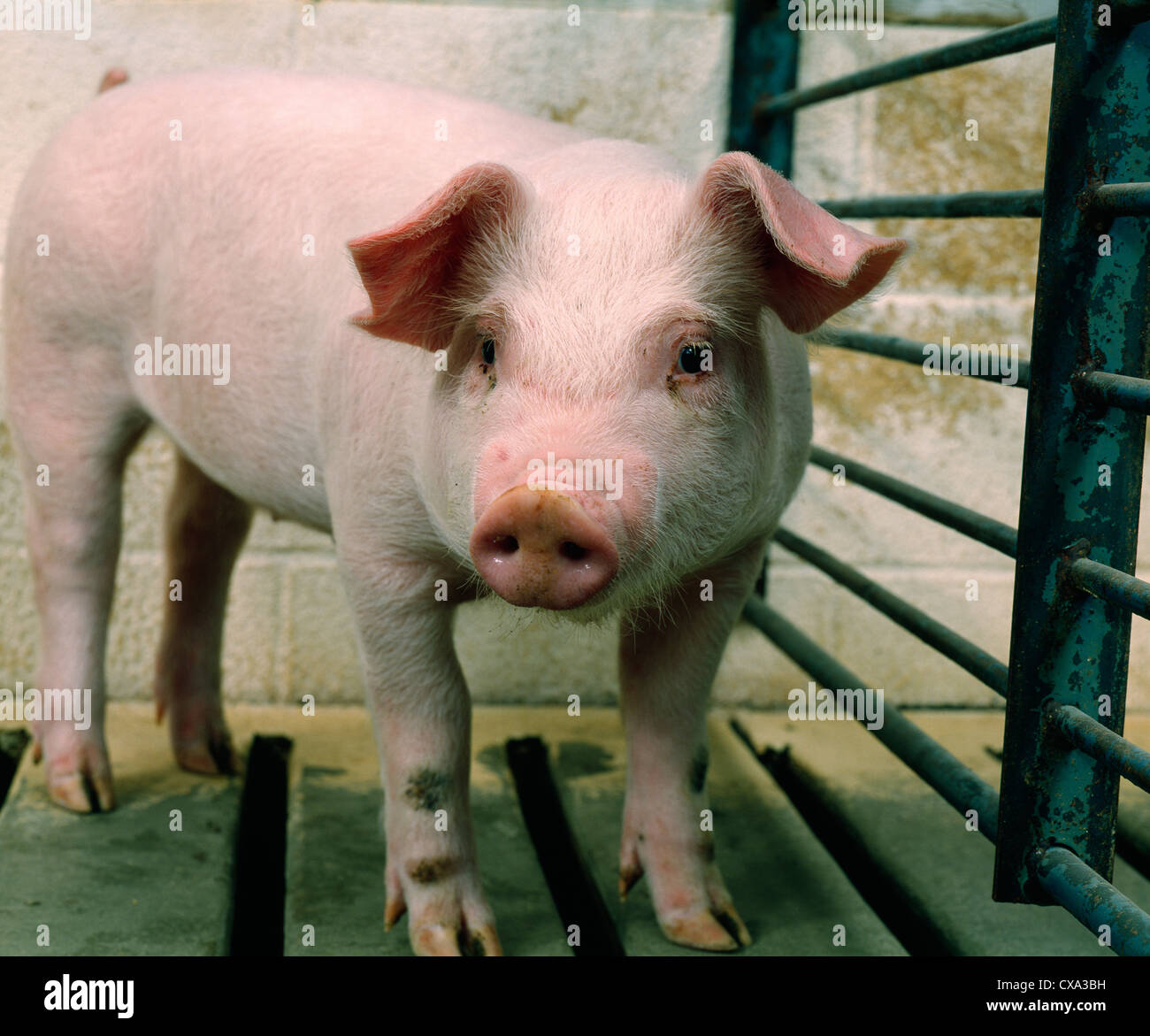 2530 LB FEEDER PIG Stock Photo Alamy