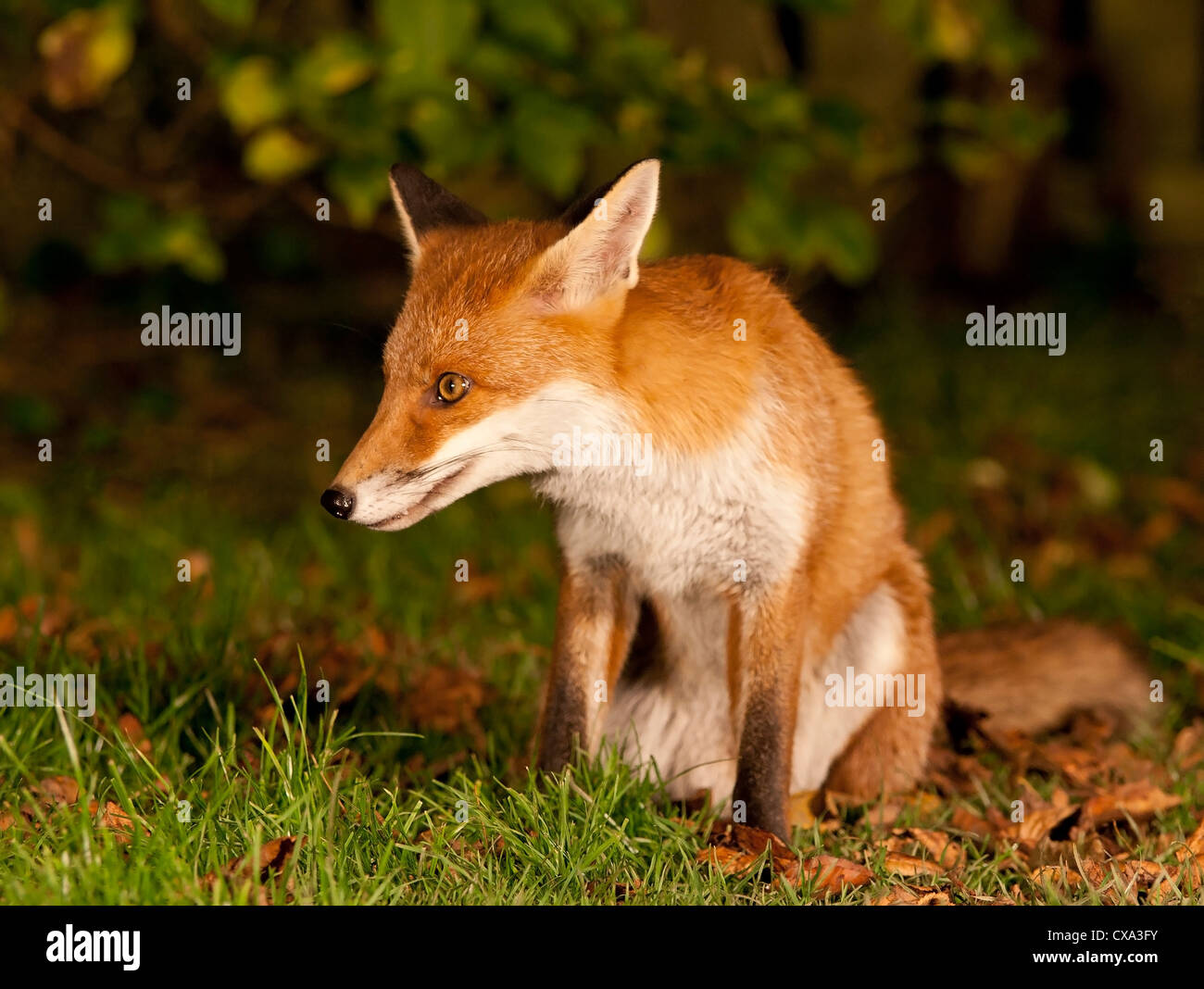 urban fox cub (Vulpes vulpes) Stock Photo