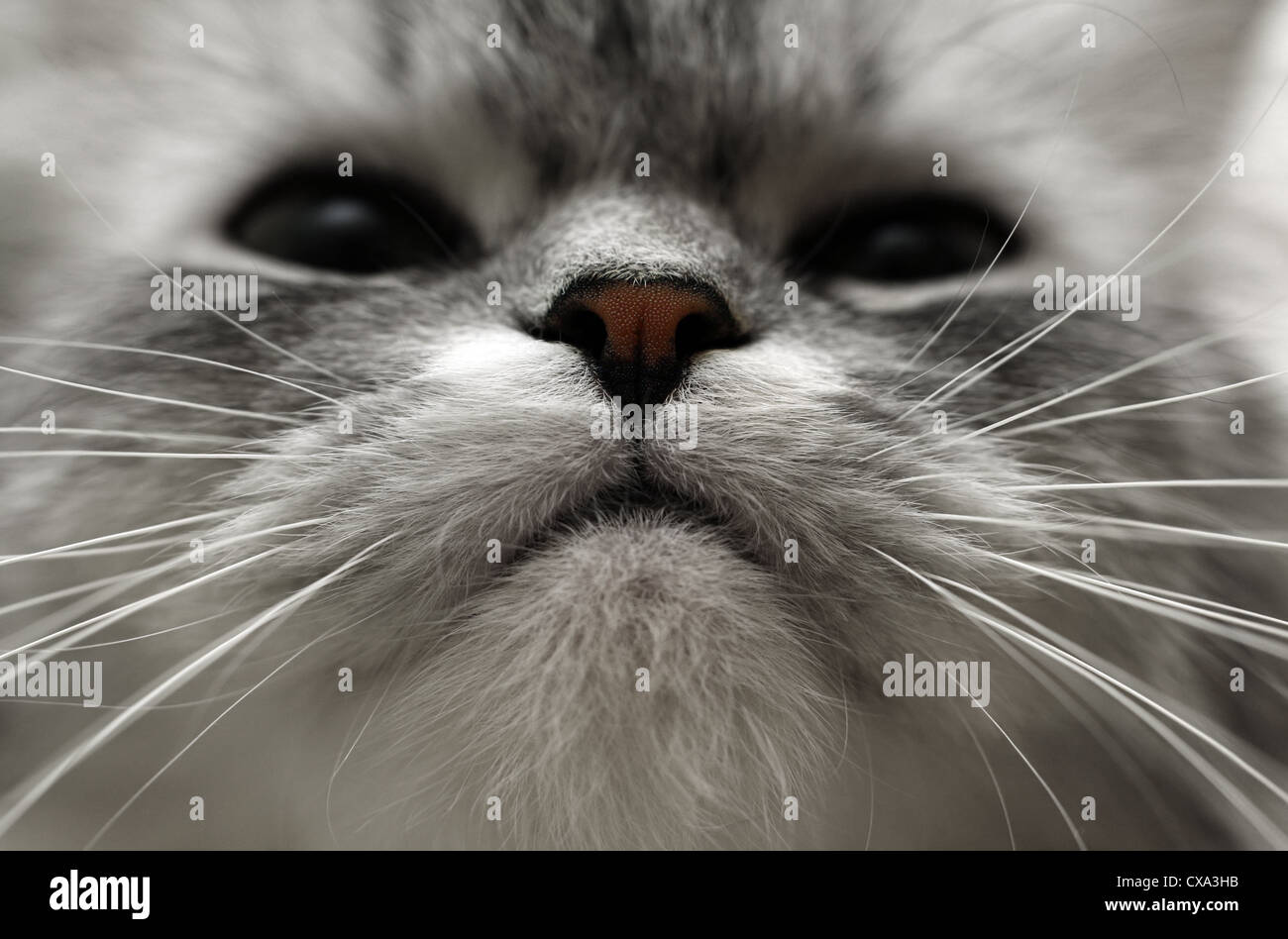 Closeup of a nose of a cat Stock Photo Alamy