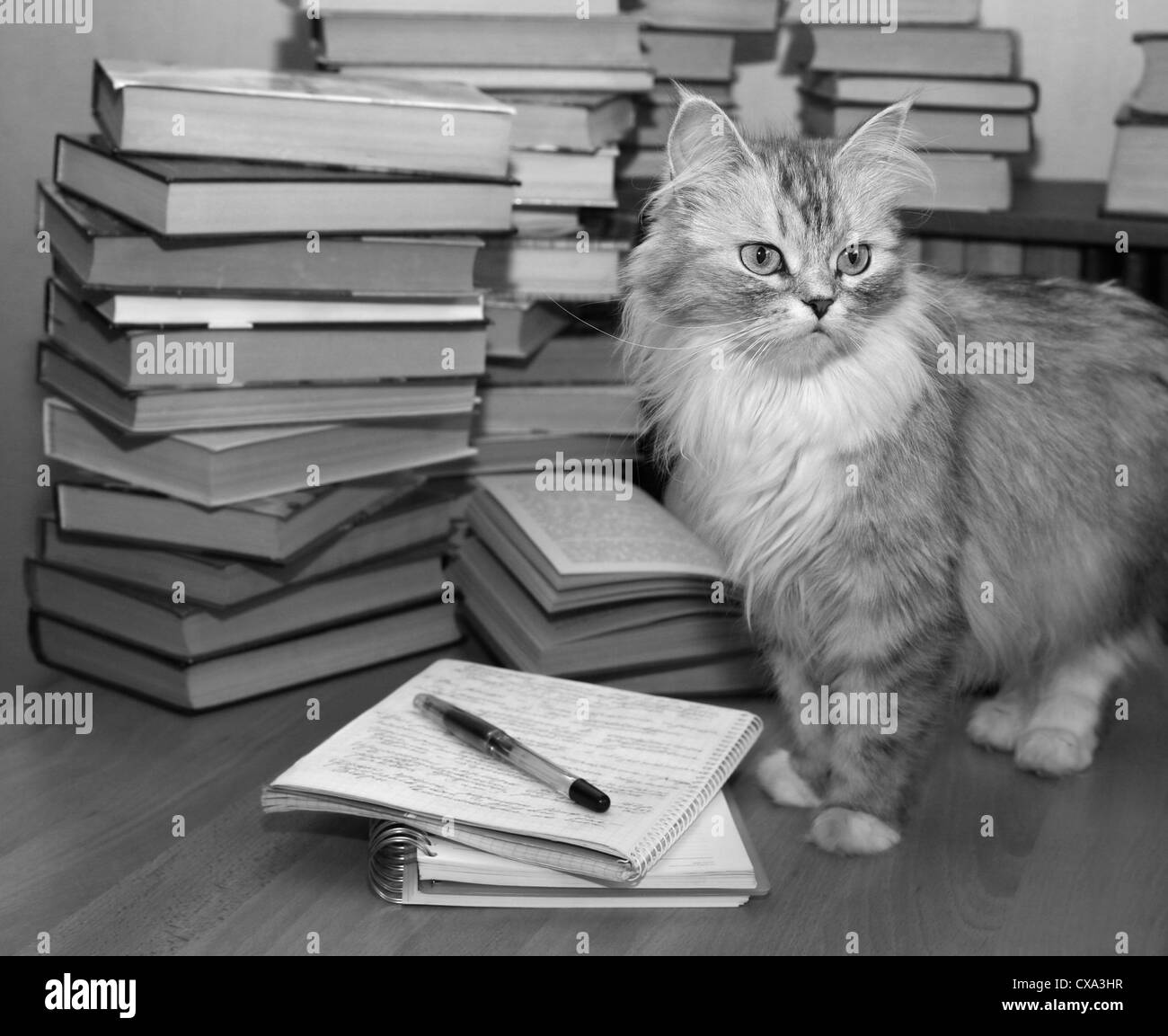 Grey cat Black and White Stock Photos & Images - Alamy