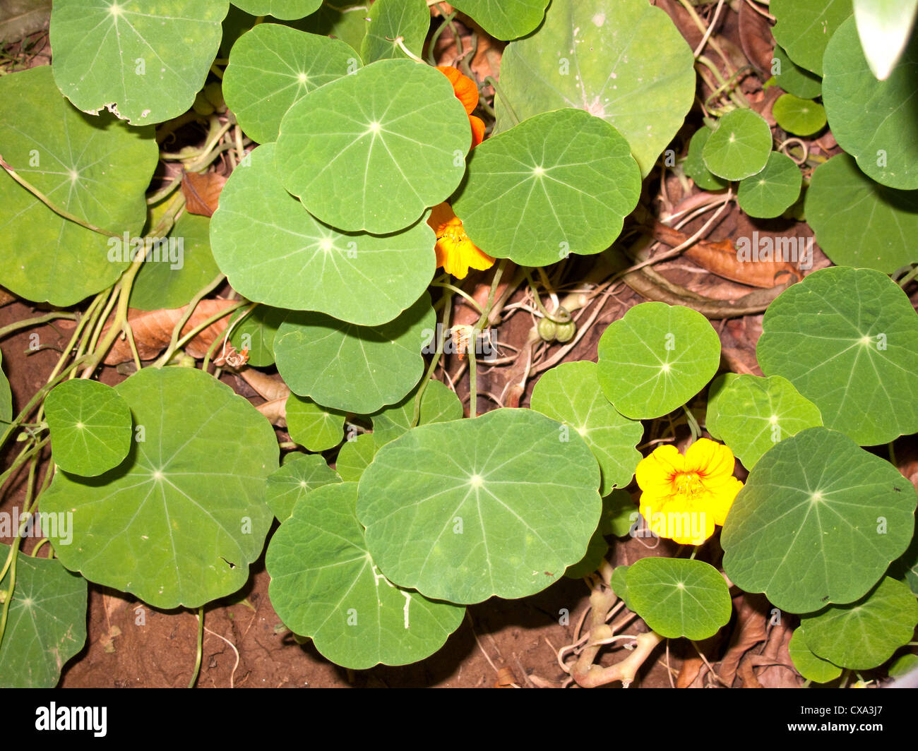Beautiful round green leaves of a plant with orange flowers, set close to the ground. It was near sunset, and had to use a flash Stock Photo