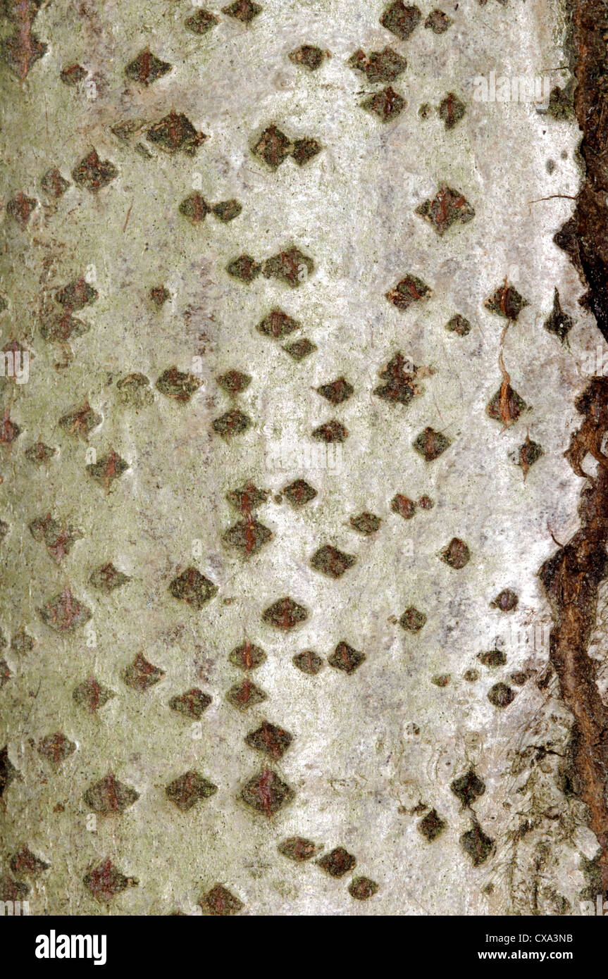 Grey Poplar Populus x canescens (Salicaceae) Stock Photo