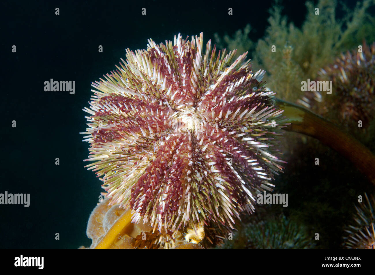 Green sea urchin (Strongylocentrotus droebachiensis) Japan sea, Far East, Primorsky Krai, Russian Federation Stock Photo
