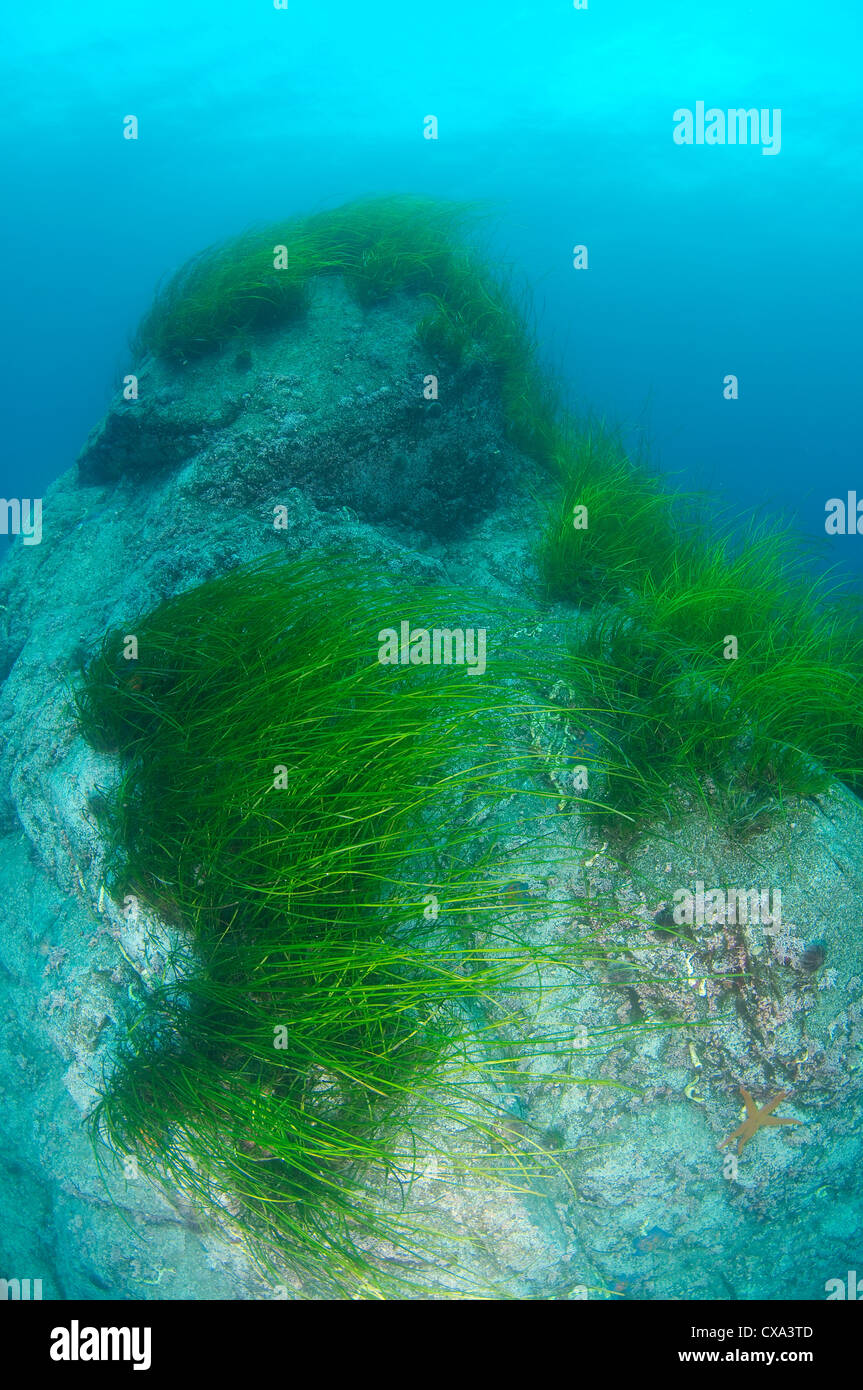 Dense thickets of  Seagrass Zostera grows on top of a rock on the blue water background Stock Photo