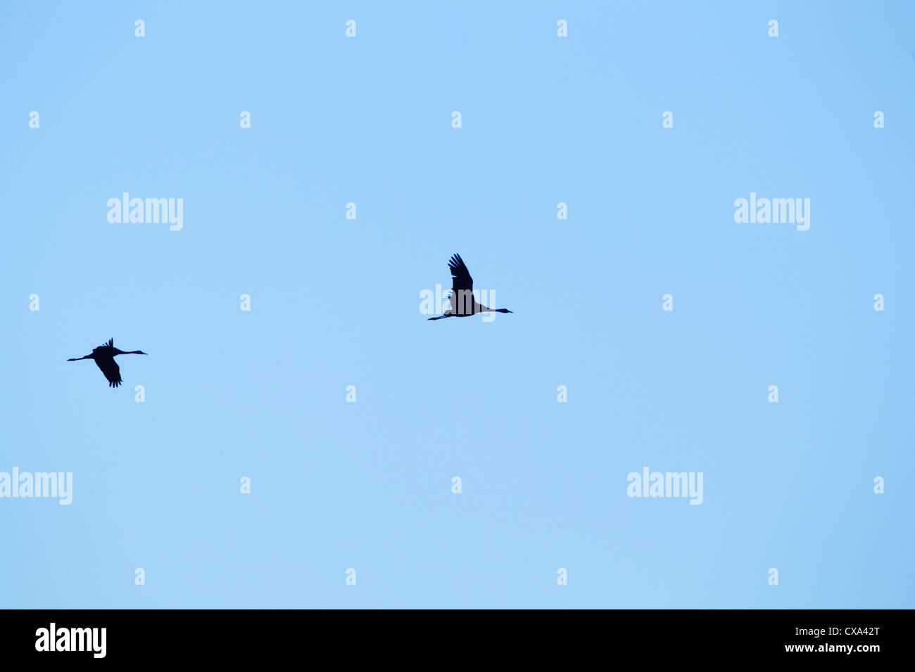 Two common cranes (Grus grus) in flight, silhouetted against a blue sky Stock Photo