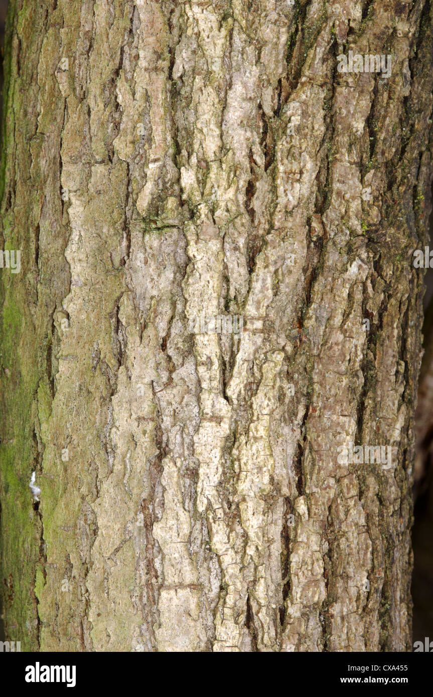 Crack willow salix fragilis hi-res stock photography and images - Alamy