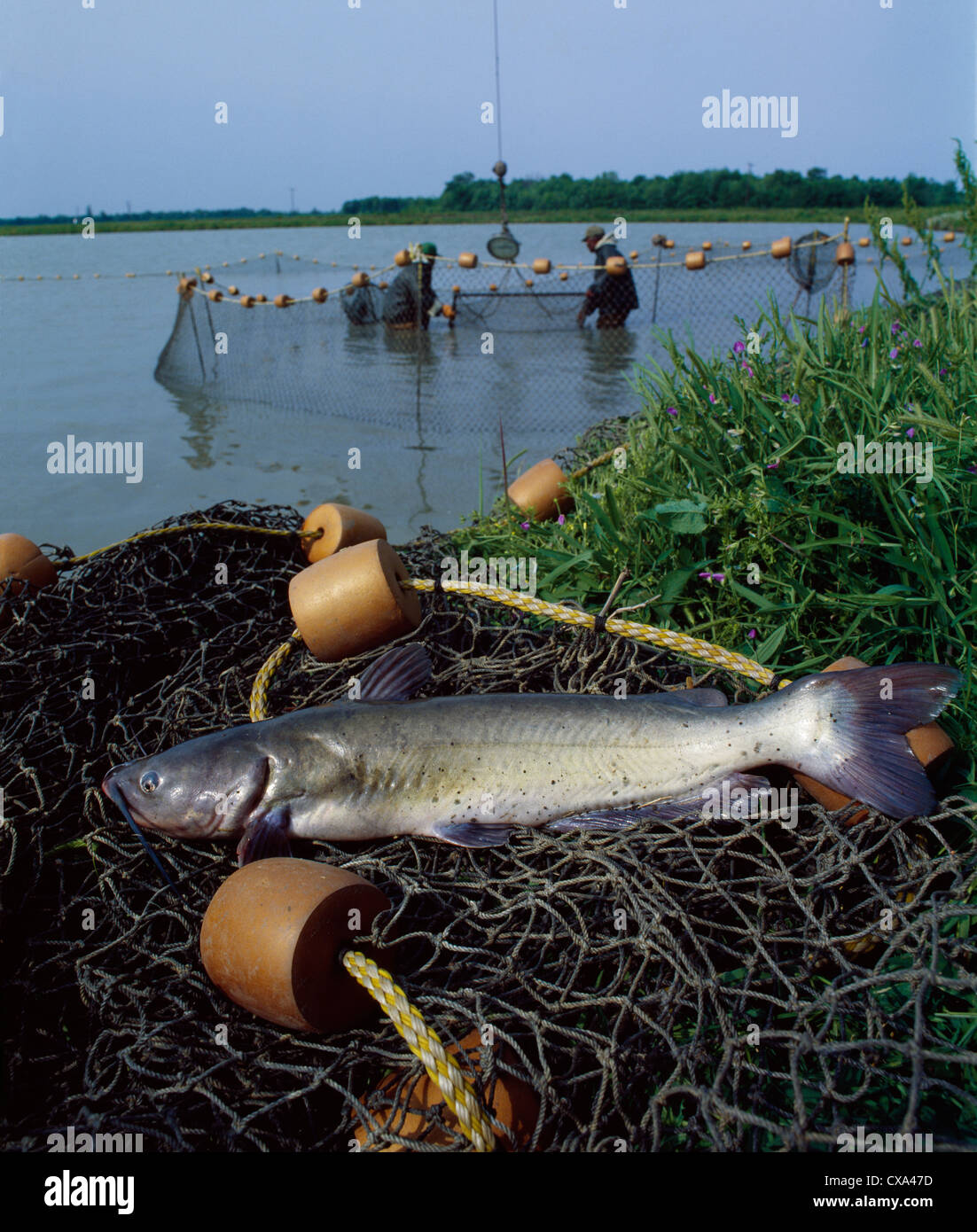 HARVESTING CHANNEL CATFISH / MISSISSIPPI Stock Photo Alamy