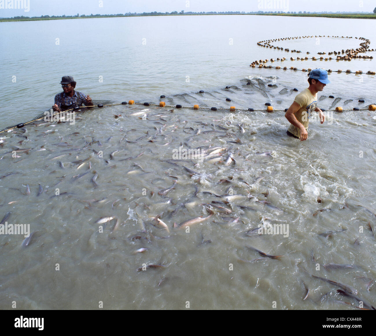 Farm raised catfish hires stock photography and images Alamy