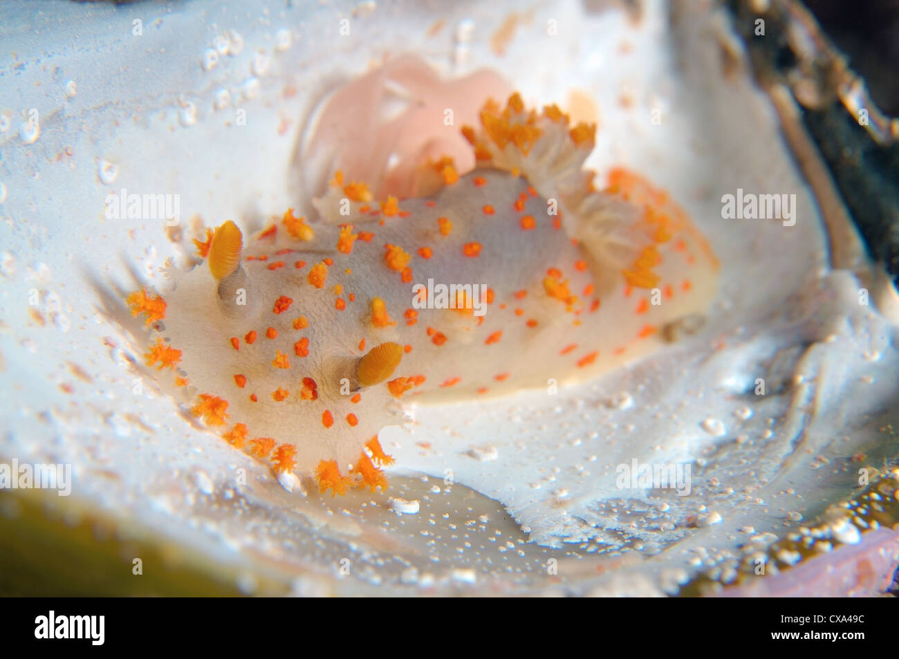nudibranch triopha catalinae (triopha pasifica) Japan sea, Far East, Primorsky Krai, Russian Federation Stock Photo