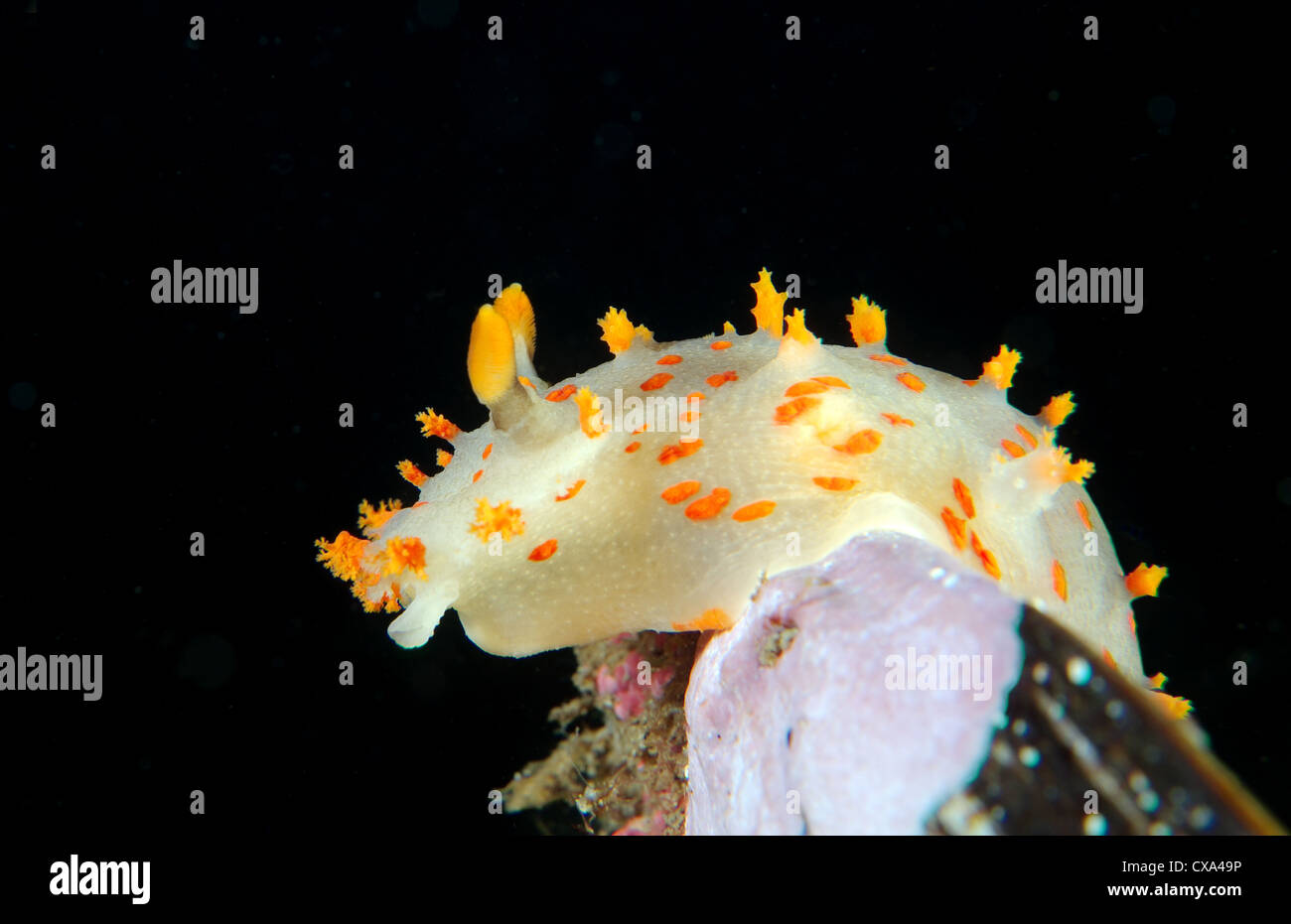 nudibranch  (Triopha catalinae) Japan sea, Far East, Primorsky Krai, Russian Federation Stock Photo