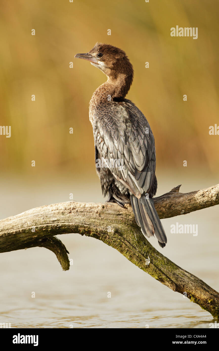Pygmy cormorant (Phalacrocorax pygmeus) perched on small branch with head turned to one side and soft golden reeds in background Stock Photo