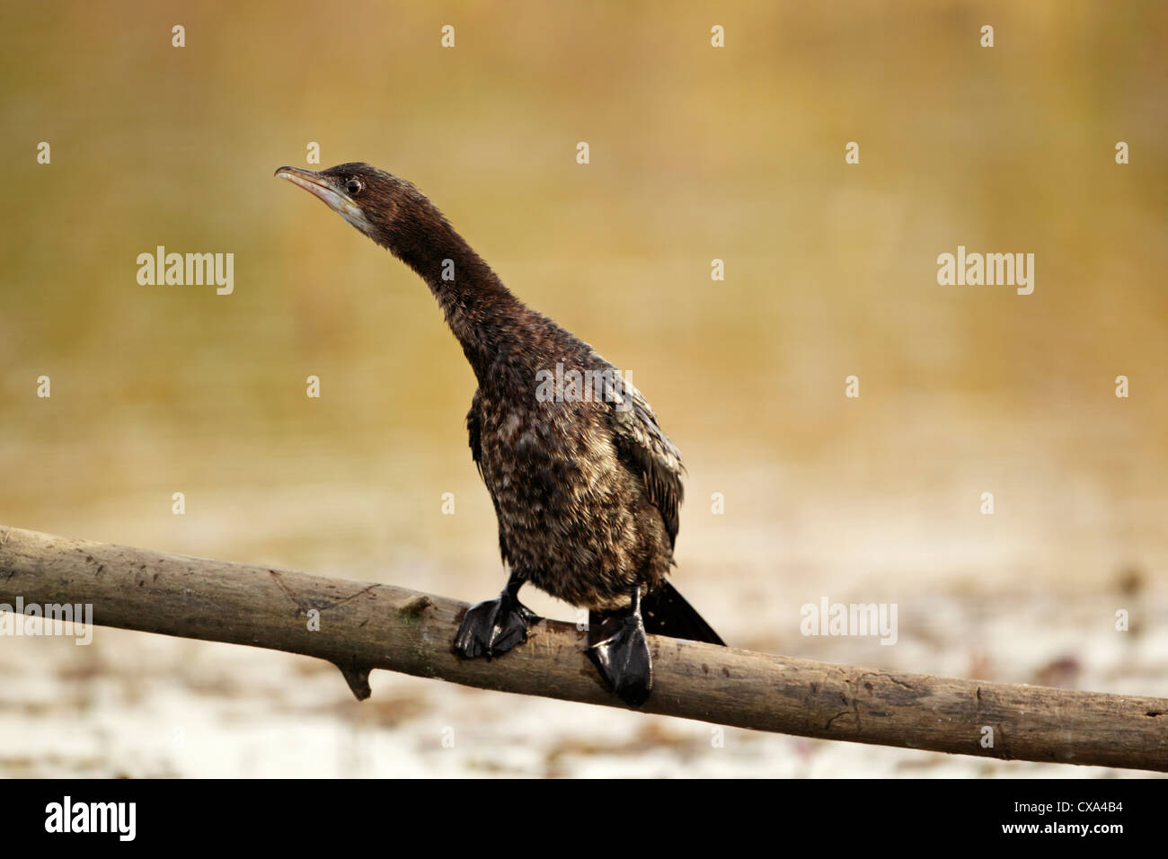Pygmy cormorant (Phalacrocorax pygmeus) perched on small branch Stock Photo