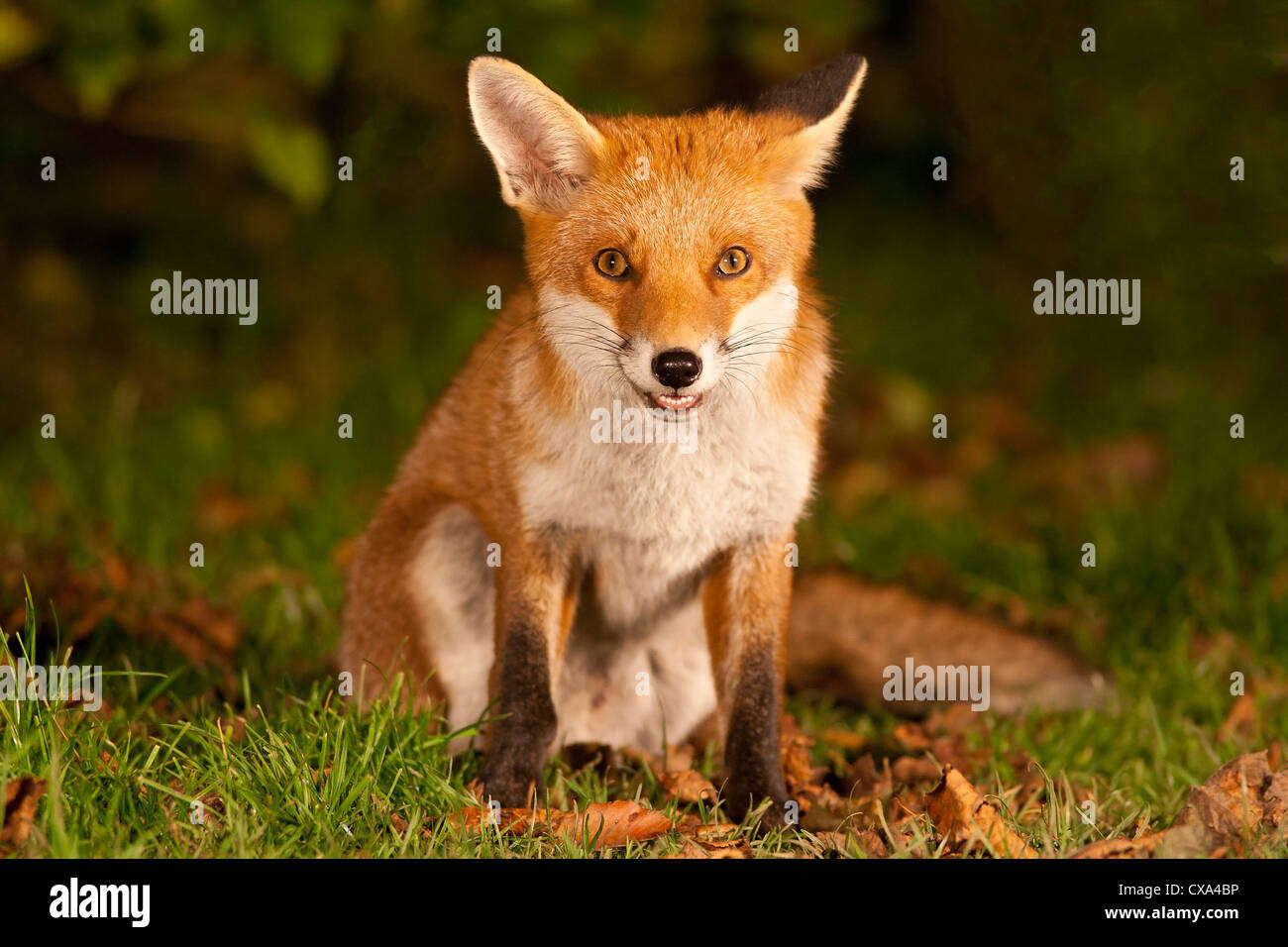 urban red fox cub (Vulpes vulpes) Stock Photo