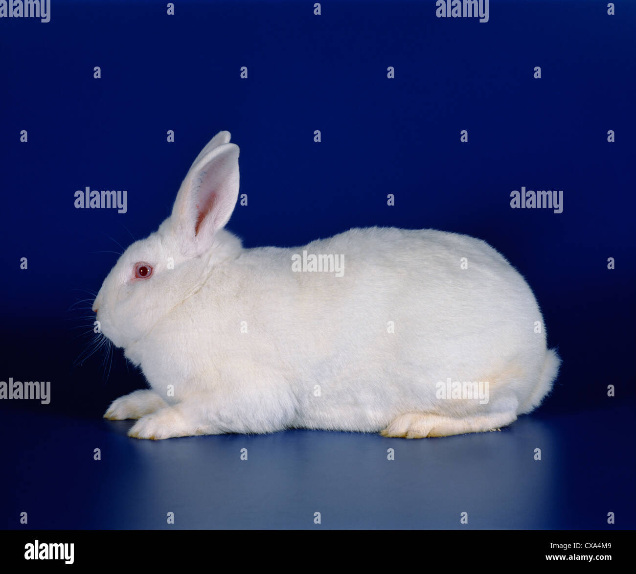 NEW ZEALAND WHITE RABBIT Stock Photo Alamy