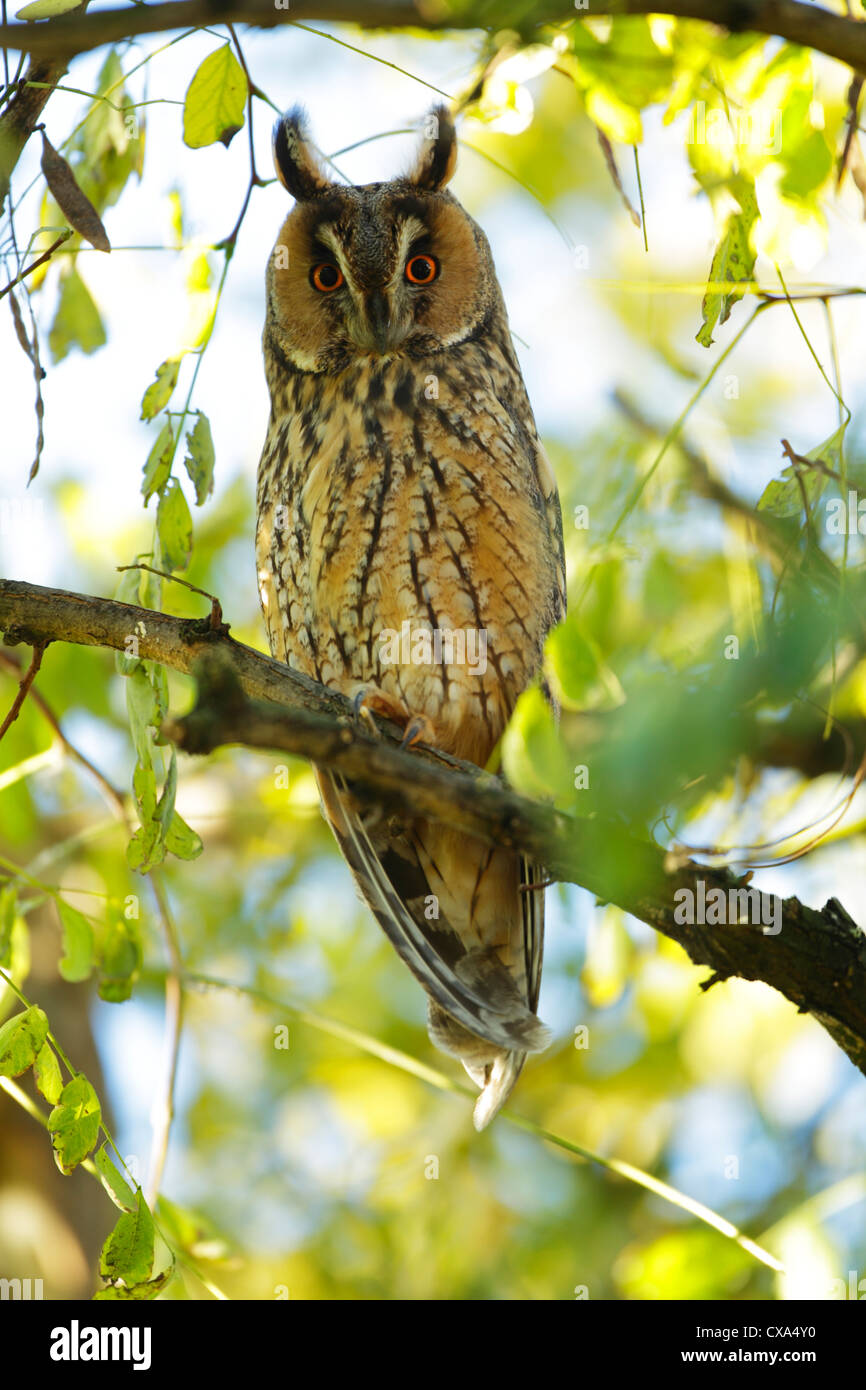 Long-eared owl (Asio otus) at day time roost Stock Photo