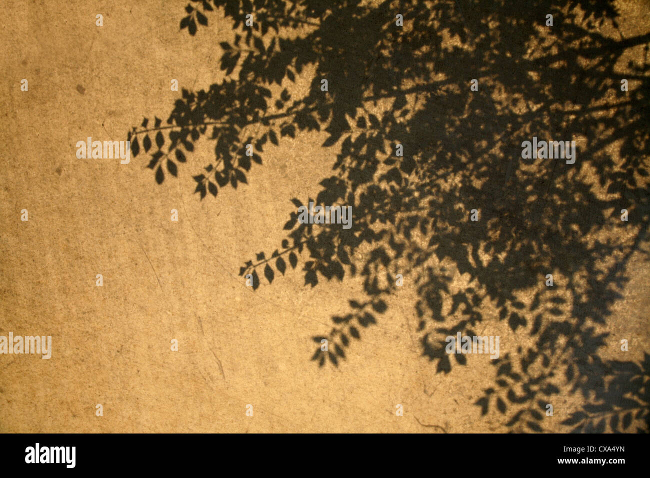 Light and shade Stock Photo Alamy