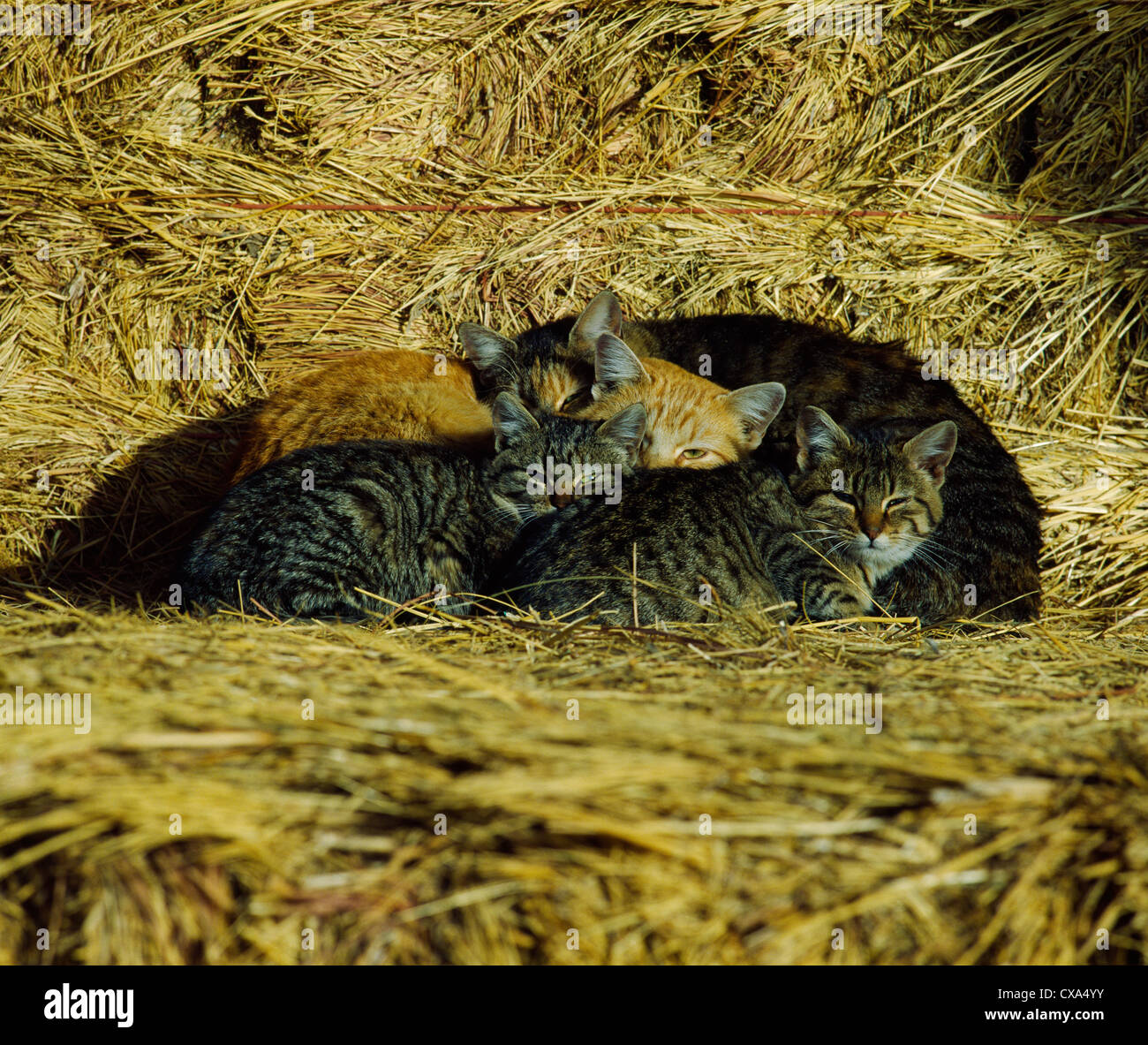 PILE OF SLEEPY FARM CATS Stock Photo Alamy