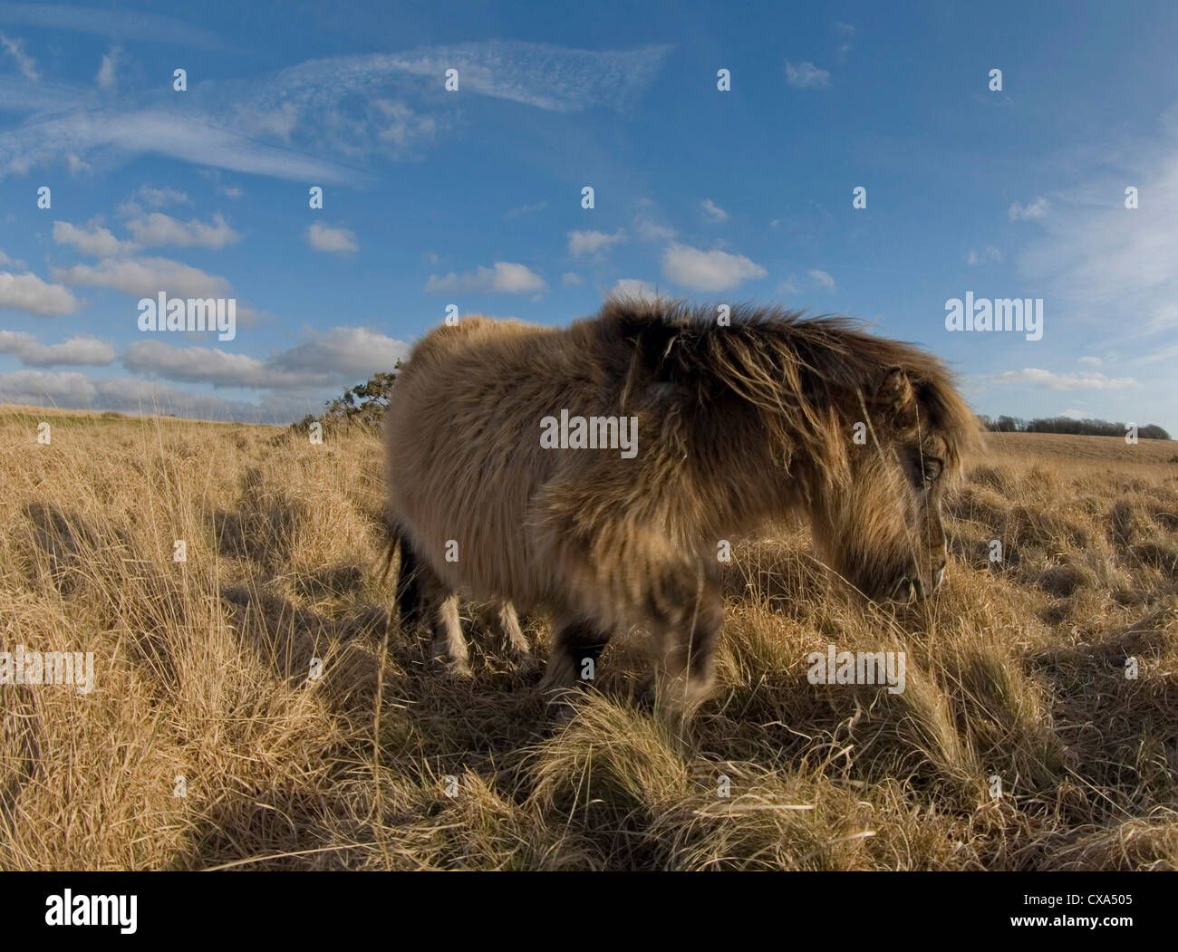 A Dartmoor pony, Dartmoor, Devon, Southwest England. Dartmoor ponies