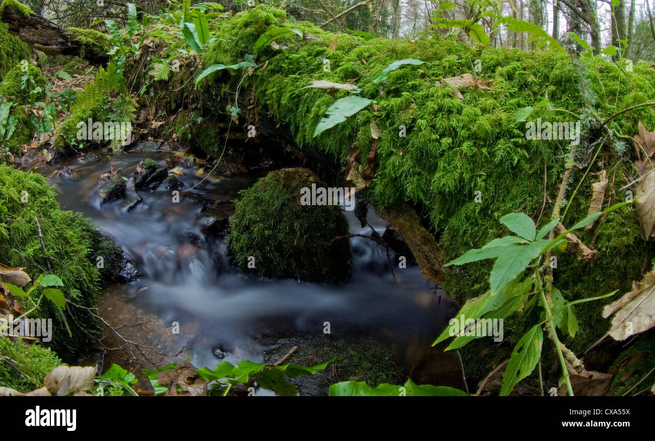 A small stream on the edge of Dartmoor, Devon, England. This is a long exposure image taken to produce a fluid, surreal look Stock Photo