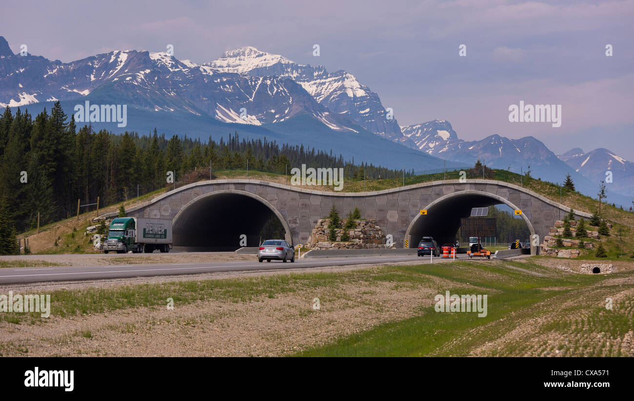 ALBERTA, CANADA - Wildlife overpass on Route 1 in Banff National Park, near town of Temple. Stock Photo