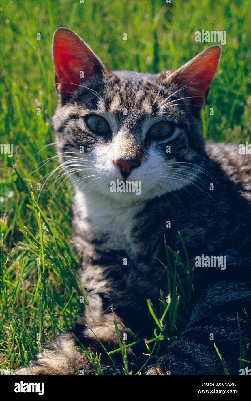 GRAY TIGER HOUSE CAT (TABBY Stock Photo Alamy