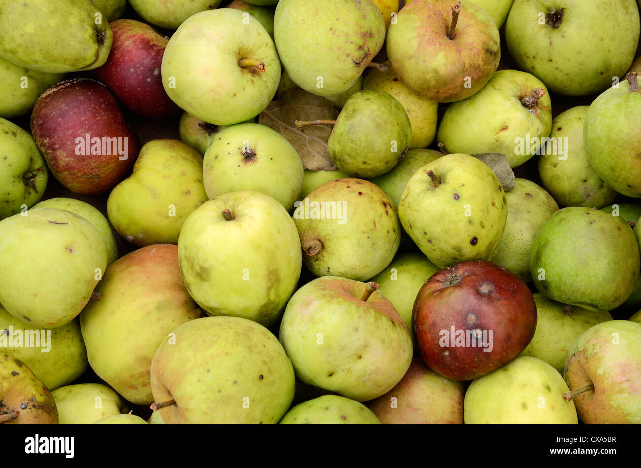 windfall english apples Stock Photo