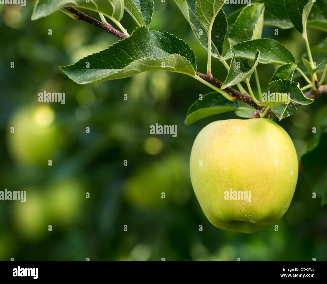 Ripe golden delicious apple hanging on a tree Stock Photo