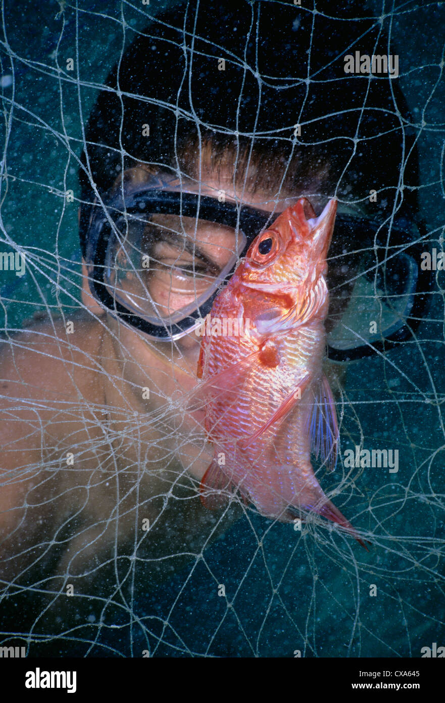 Diver observes Silverspot Squirrelfish caught in Bedouin gill net (Adioryx caudimaculatus). Egypt, Red Sea Stock Photo