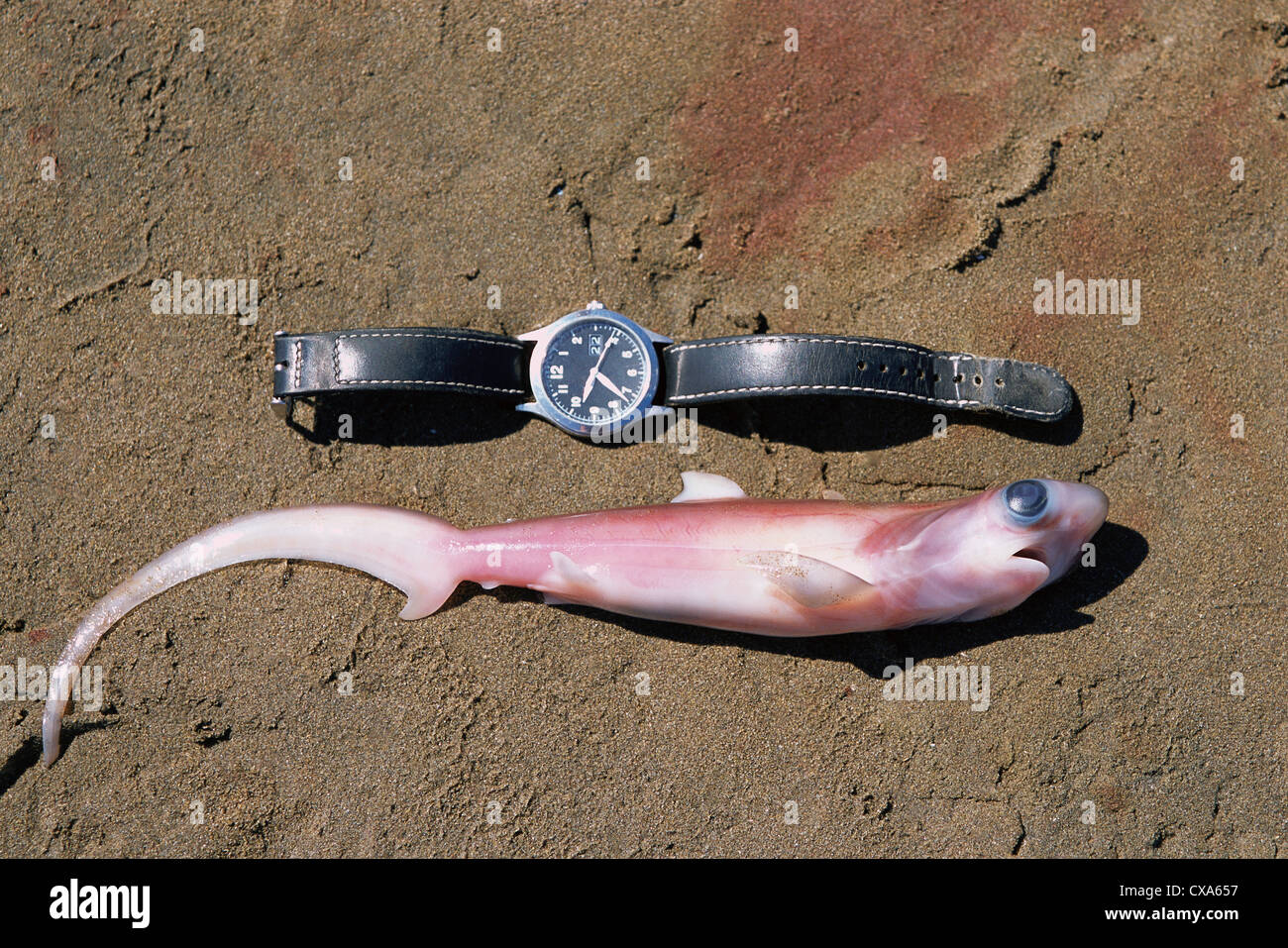 Embryo Of Thresher Shark (Alopias vulpinus). Huatabampo, Mexico, Gulf of California, Pacific Ocean Stock Photo